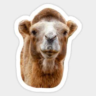 Bactrian camel Sticker